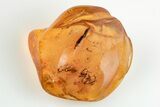 Fossil Spider Exuviae (Araneae) In Baltic Amber #200145-1